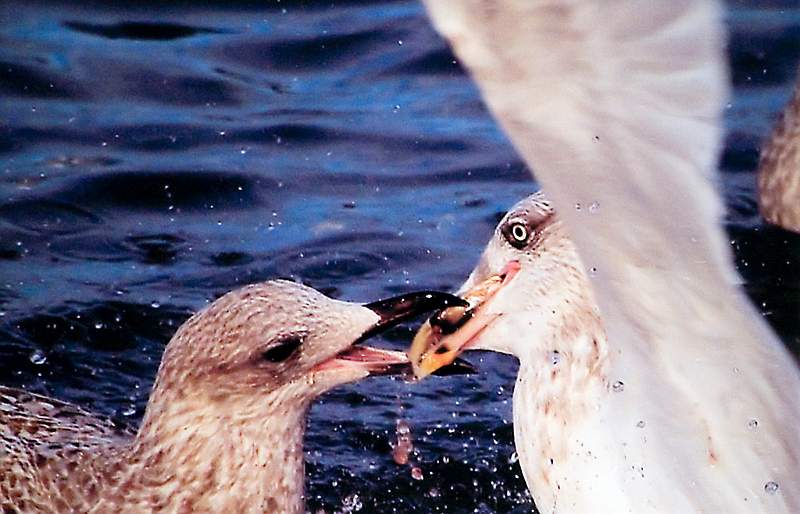 Feeding in slow Motion - Steve Hart.jpg